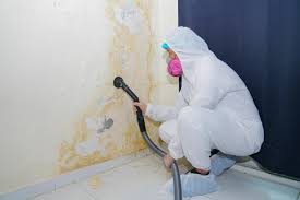 Mold Removal Services